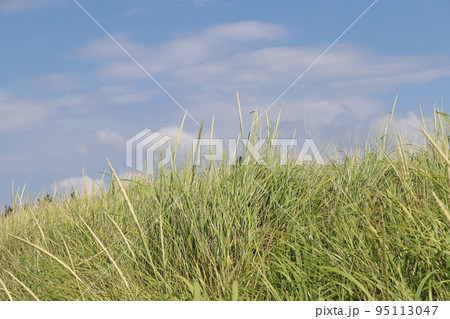 オオハマガヤと空 95113047