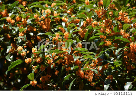 秋の香りキンモクセイ 95113115