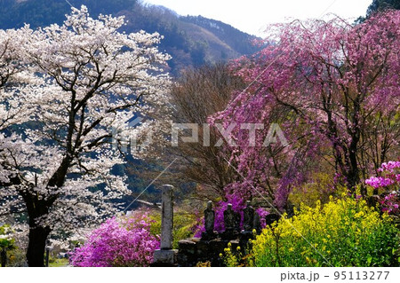 龍珠院の春景色 龍珠院の春景色 95113277