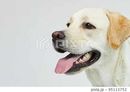 犬 子犬 かわいい 95113752