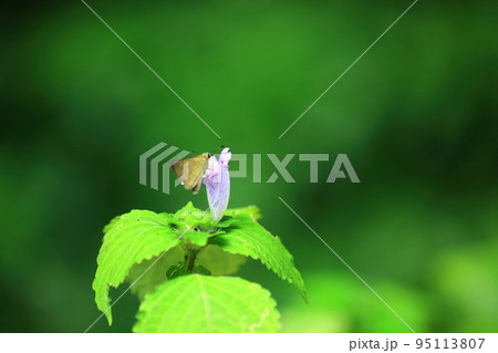 鈴虫花とセセリ 鈴虫花とセセリ 95113807