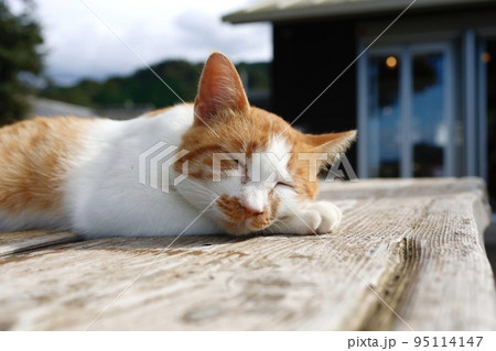 机の上で休む猫 机の上で休む猫 95114147