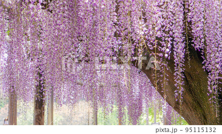 満開の藤の花 満開の藤の花 95115132