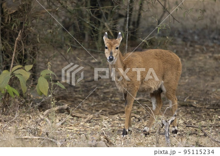 Blue Bull, fawn, Boselaphus tragocamelus, Bandhavgarh Tiger Reserve, Madhya Pradesh, Rajasthan, India 95115234
