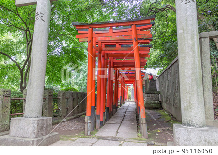 Tunnel of torii gates, Nezu Shrine, Ueno, Tokyo, Japan. 95116050