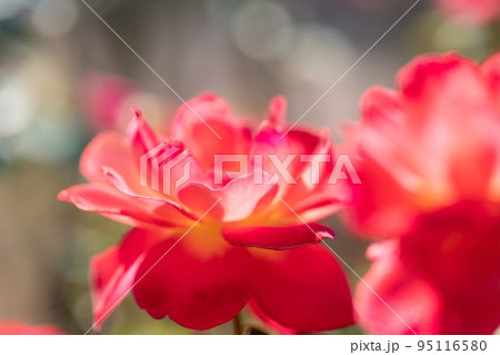 可愛いピンクの花びら 95116580