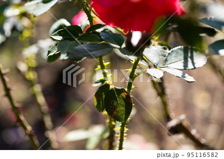 バラには棘がある 95116582