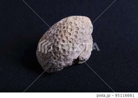 Coral fossil. Corals are cnidarians that live as polyps attached to the sea floor. 95116661