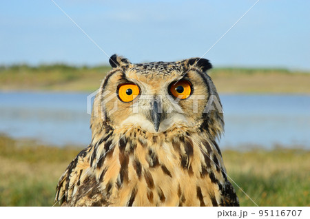Closeup of Indian eagl owl, Bubo bengalensis, Satara, Maharashtra, India 95116707