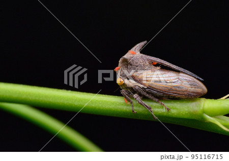 Horn tree hopper, Heteronotus nodosus, Satara, Maharashtra, India Horn tree hopper, Heteronotus nodosus, Satara, Maharashtra, India 95116715