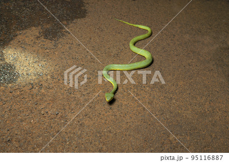Bamboo pit viper, Indian green pit viper, or common green pit viper, Craspedocephalus gramineus, Satara, Maharashtra,  india VENOMOUS, COMMON 95116887
