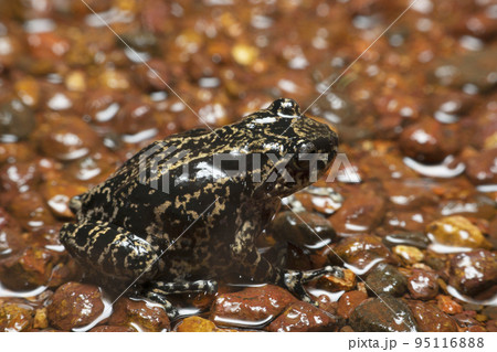 Ghate's Bush Frog, Raorchestes ghatei FEMALE, Satara, District, Maharashtra, India Endemic to Western ghats 95116888