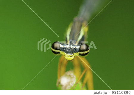 Eyes of  jewelwing Damselfly, Calopteryx maculata, Satara, Maharashtra, India 95116896