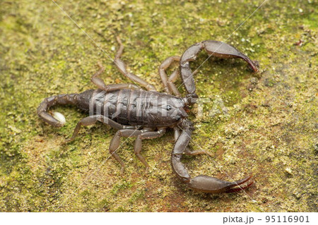 Recently described Phaltans scorpion, Neoscorpiops phaltanensis, Satara, Maharashtra, India Recently described Phaltans scorpion, Neoscorpiops phaltanensis, Satara, Maharashtra, India 95116901