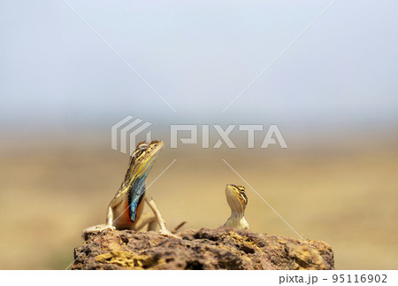 Sarada superba, the superb large fan-throated lizard, is a species of agamid lizard found in Maharashtra, India Sarada superba, the superb large fan-throated lizard, is a species of agamid lizard found in Maharashtra, India 95116902