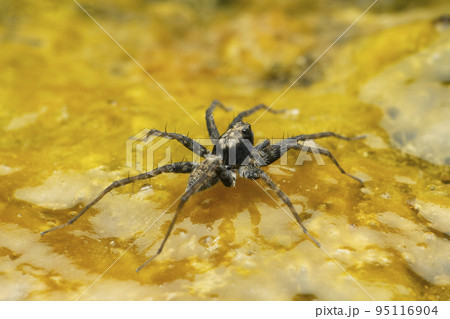 Wolf spider species, Satara, Maharashtra, India 95116904