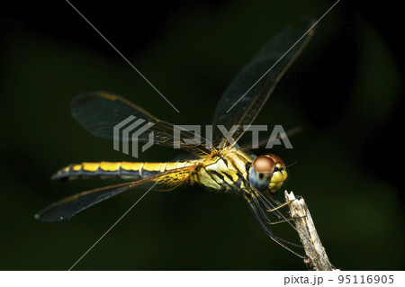 Yellow skimmer dragonfly, Pantala flavescens, Satara, Maharashtra, India Yellow skimmer dragonfly, Pantala flavescens, Satara, Maharashtra, India 95116905