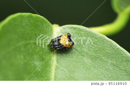 Orb weaver spider, Satara, Maharashtra, India 95116910