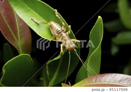 Giant Sand Treader Camel Cricket, Daihinibaenetes giganteus,  Satara, Maharashtra, India 95117006