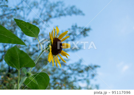 夕暮れのひまわり 夕暮れのひまわり 95117096