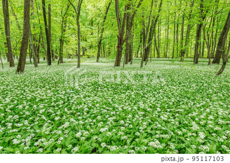 White flowers of the ramsons or wild garlic. 95117103