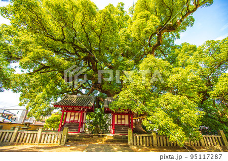 香川県　総本山善通寺の風景 95117287