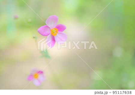 可憐なシュウメイギク 95117638