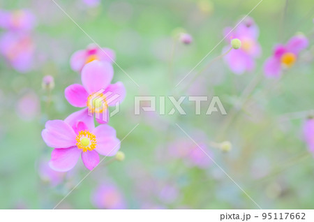 可憐なシュウメイギク 95117662