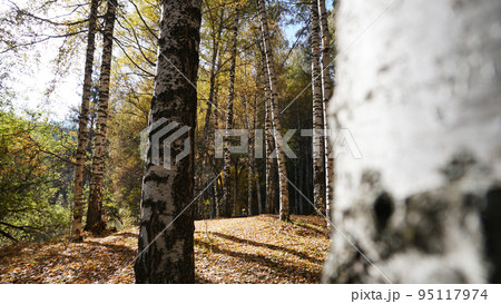 Autumn forest. Birch grove at dawn. Long shadows Autumn forest. Birch grove at dawn. Long shadows 95117974