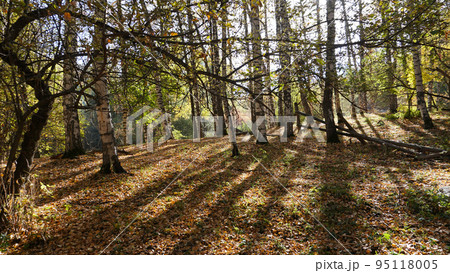 Autumn forest. Birch grove at dawn. Long shadows Autumn forest. Birch grove at dawn. Long shadows 95118005