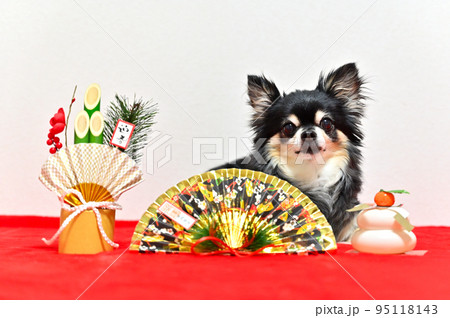 チワワのお正月　アップ 95118143