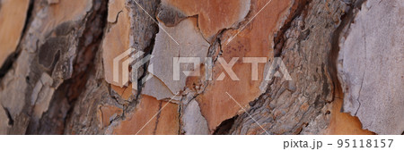 Old cracked bark on a tree, close-up, wallpaper 95118157