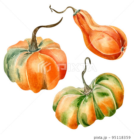 Set of pumpkins watercolor illustration isolated on white. 95118359