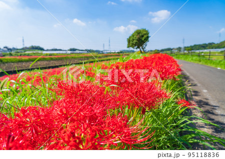 ごんの秋まつり、満開の彼岸花〈愛知県半田市〉 95118836