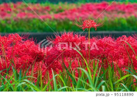 ごんの秋まつり、満開の彼岸花〈愛知県半田市〉 95118890