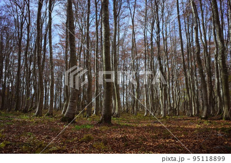 秋の扇ノ山　柔らかい落ち葉のじゅうたん 95118899