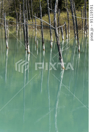 北海道　美瑛　青い池 95119591