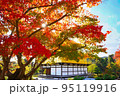 【日本・京都】紅葉シーズンの金閣寺 95119916