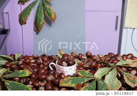 A porcelain tea cup filled with chestnuts sits in the center of a table covered with lots of chestnuts and fallen autumn chestnut leaves. Photo of autumn mood in the home kitchen in the evening. 95119917