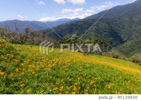 Orange day lily flower field in Taimali Kinchen Mountain in Taitung 95120930