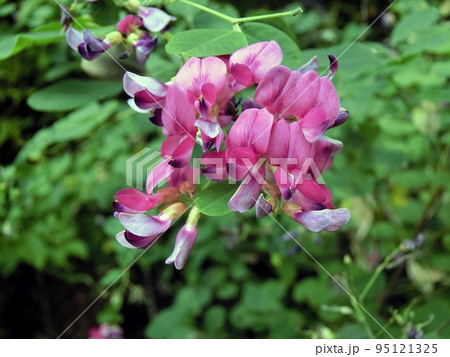 ハギ（秋田市豊岩豊巻・9/17） 95121325