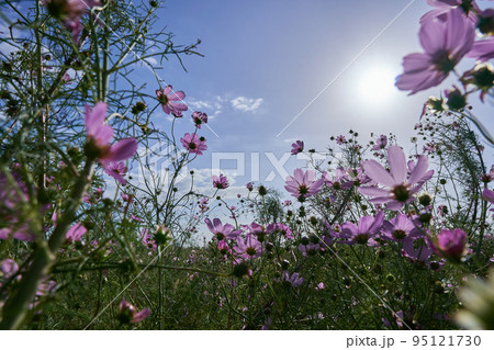 太陽と秋桜 太陽と秋桜 95121730