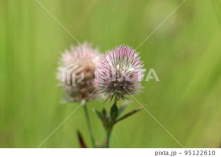 Hares foot clover flower in close up Hares foot clover flower in close up 95122610