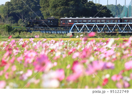 真岡鐵道「益子町のコスモス畑とSLもおか号」 95122749