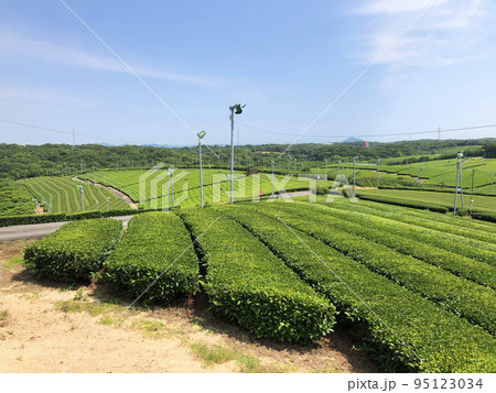 山口県宇部市の藤河内茶園　茶畑 95123034