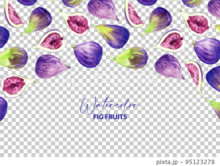 Watercolor figs. Hand drawn illustration of edible purple fruits. Backdrop design for recipe, packaging, menu. Watercolor figs. Hand drawn illustration of edible purple fruits. Backdrop design for recipe, packaging, menu. 95123278