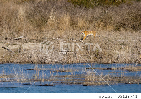 wild female tiger or panthera tigris tigris strolling in her territory near ramganga river at dhikala zone of jim corbett national park uttarakhand india asia 95123741