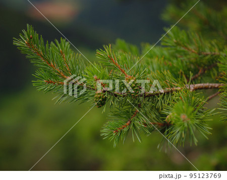 Green european forest landscape 95123769