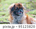 Pikinese close-up portrait. Favorite dog. Small breed dog 95123820