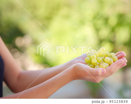 Vineyard Harvest in autumn season Vineyard Harvest in autumn season 95123839